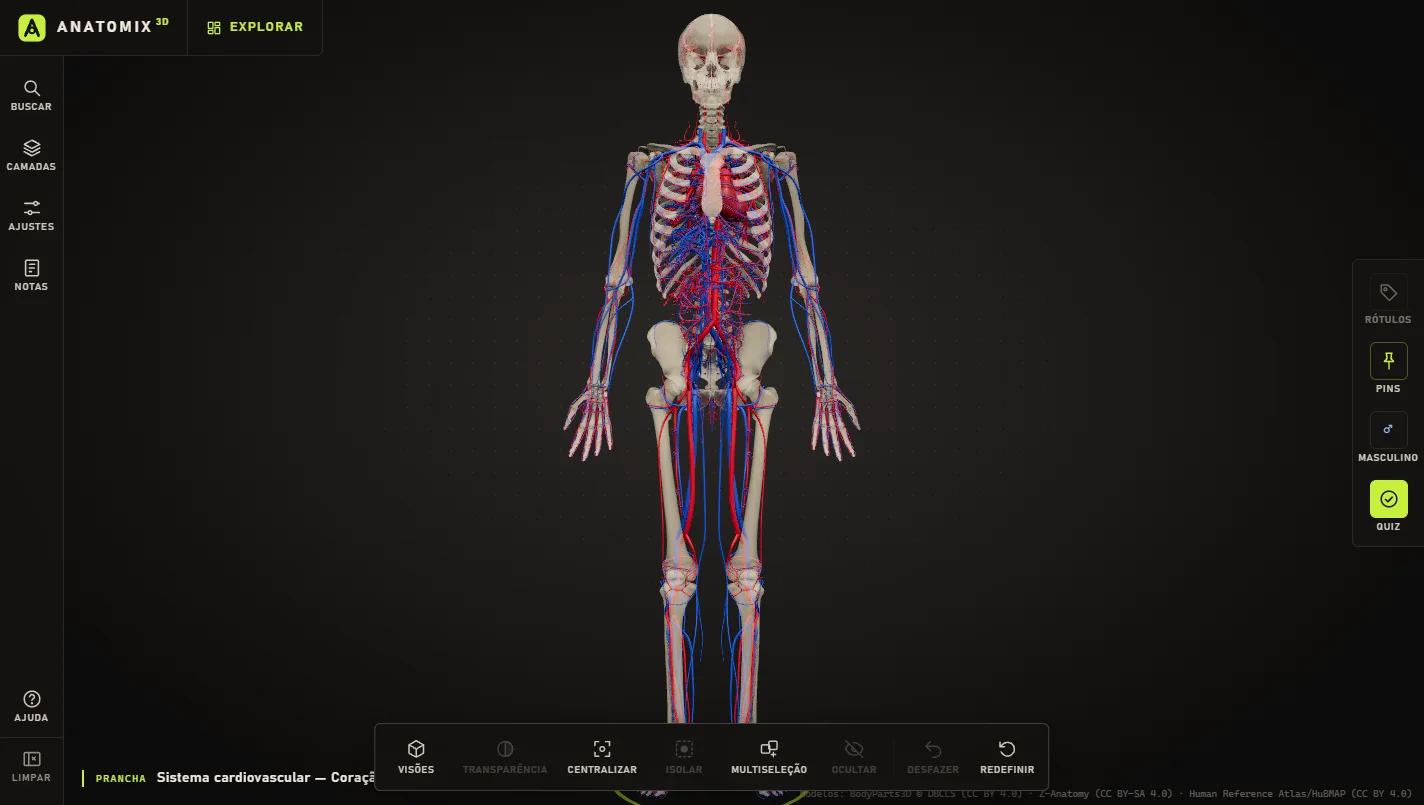 Sistema cardiovascular do corpo inteiro sobre o esqueleto no Anatomix 3D